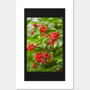 Red Rowan tree berries on branches Posters and Art